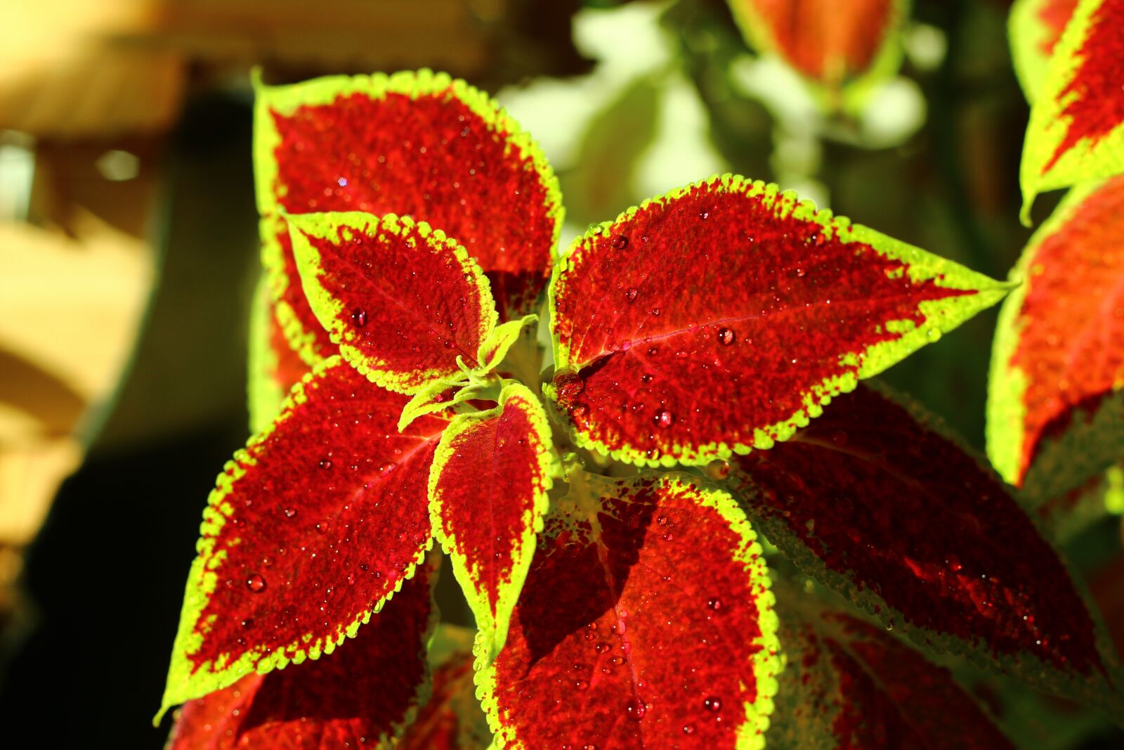 Canon EOS 600D (Rebel EOS T3i / EOS Kiss X5) + Canon EF 50mm F1.8 II sample photo. Flower petals, drops, the photography