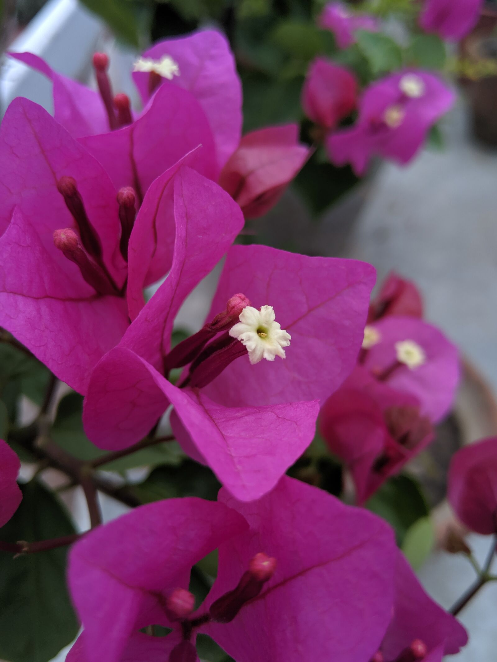 HMD Global Nokia 8 Sirocco sample photo. Flower, pink, close up photography