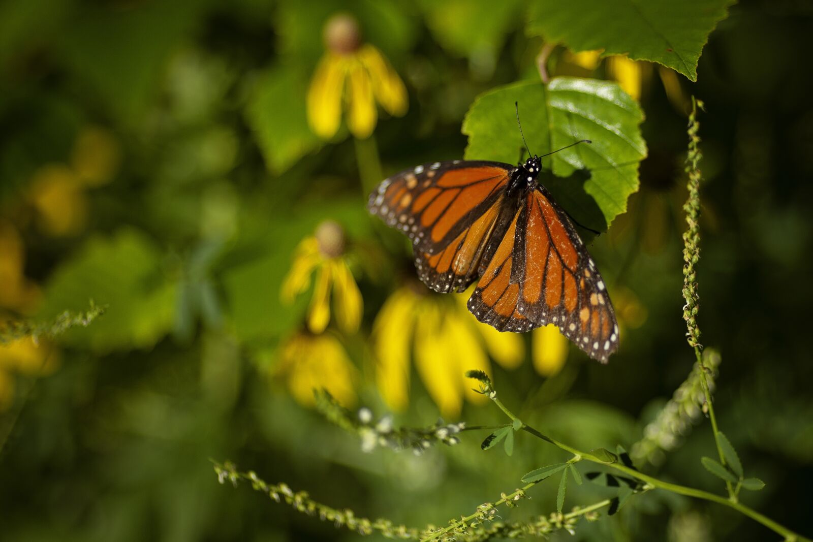 Canon EOS 6D + Canon EF 135mm F2L USM sample photo. Butterfly, monarch, nature photography