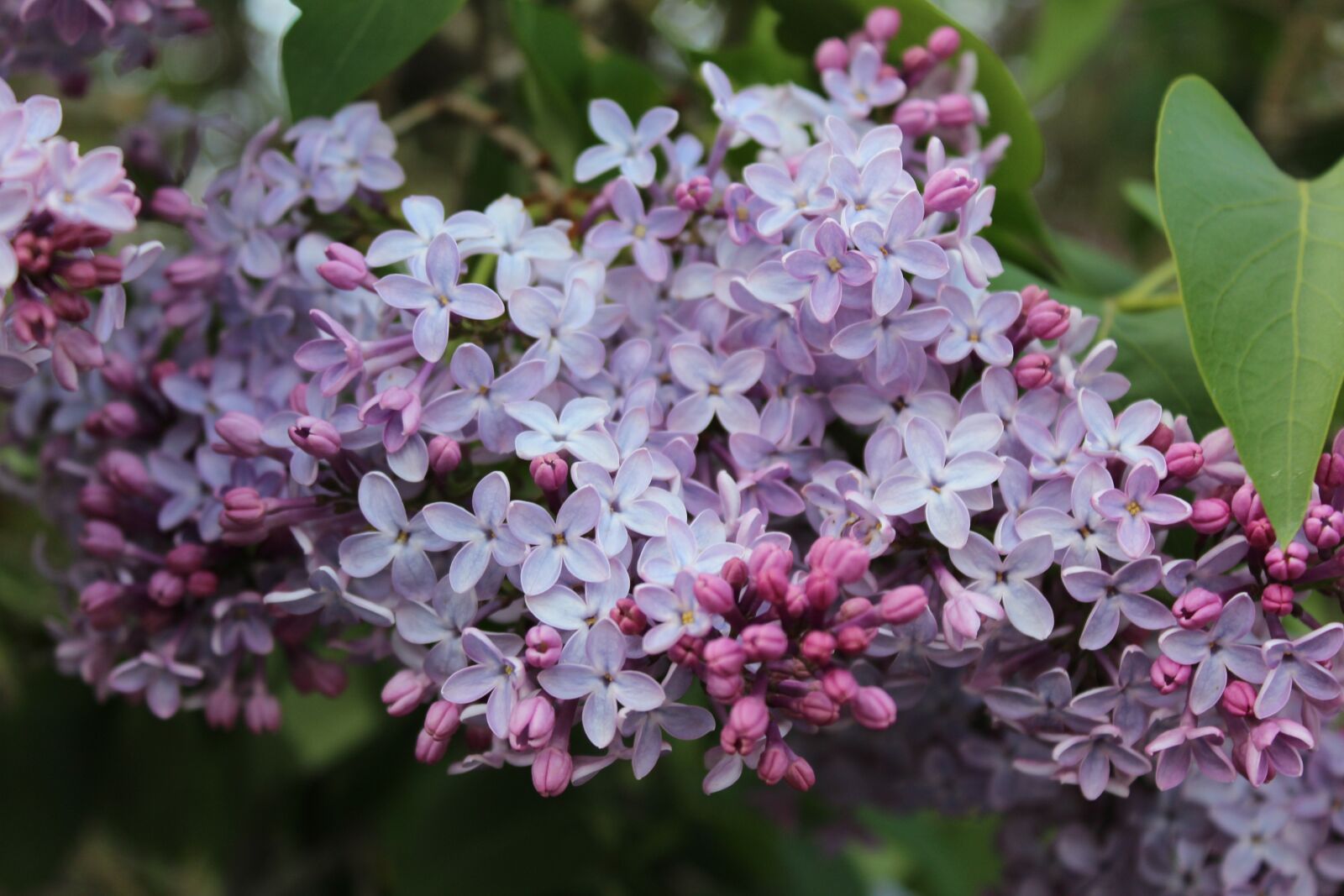 Canon EOS 1200D (EOS Rebel T5 / EOS Kiss X70 / EOS Hi) sample photo. Purple lilac, krupnyj plan photography