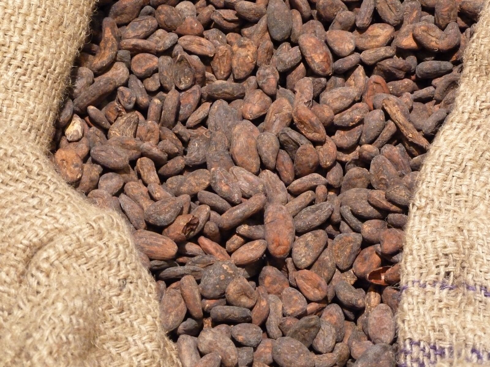 Panasonic Lumix DMC-ZS7 (Lumix DMC-TZ10) sample photo. Food, lot, beans photography