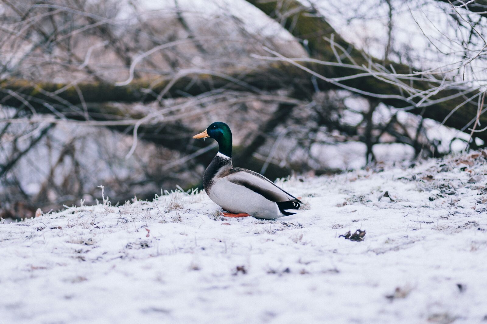 Canon EF 85mm F1.8 USM sample photo. Nature, animals, branch photography
