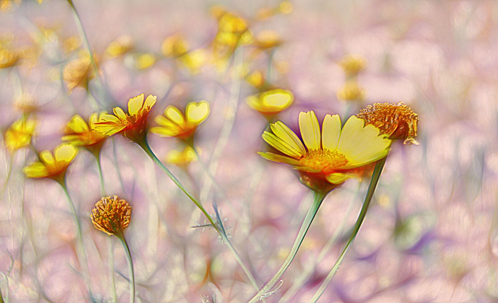 Nikon D3200 sample photo. Margaritas, wild flowers, yellow photography