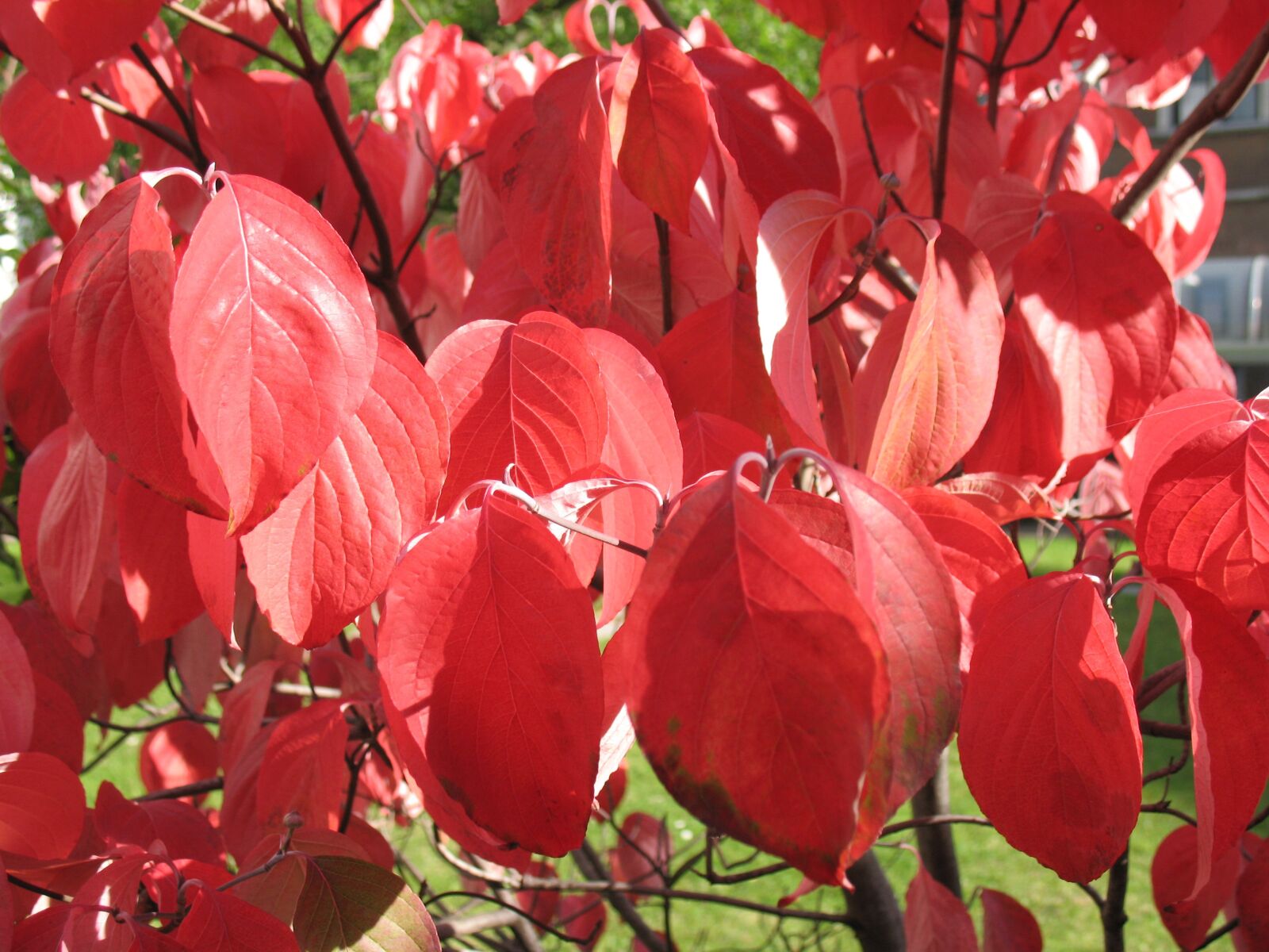 Кизил с красными листьями
