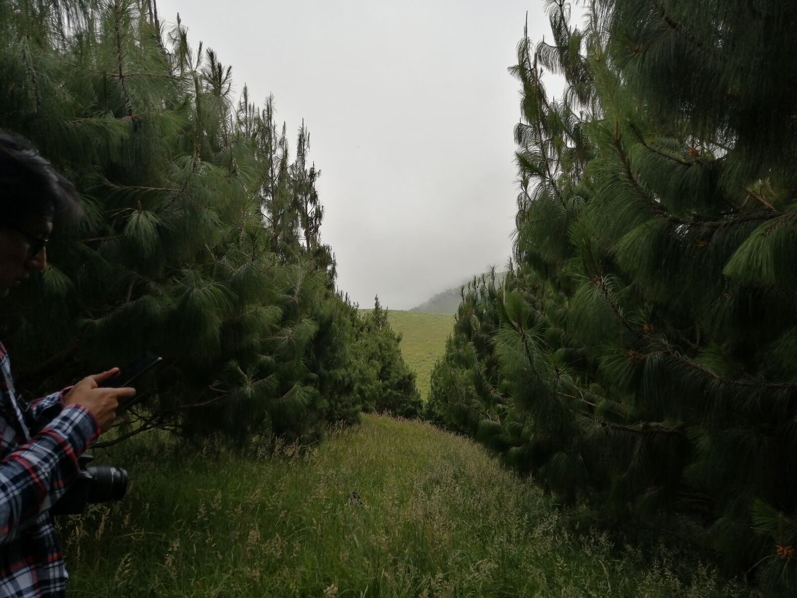 HUAWEI P30 LITE sample photo. Forest, dark, pine photography