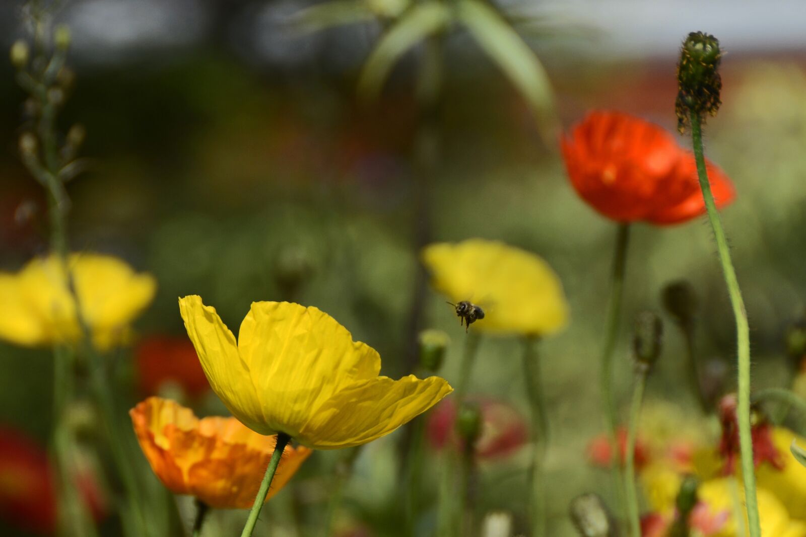 Nikon D7100 sample photo. Klatschmohn, flowers, poppy photography