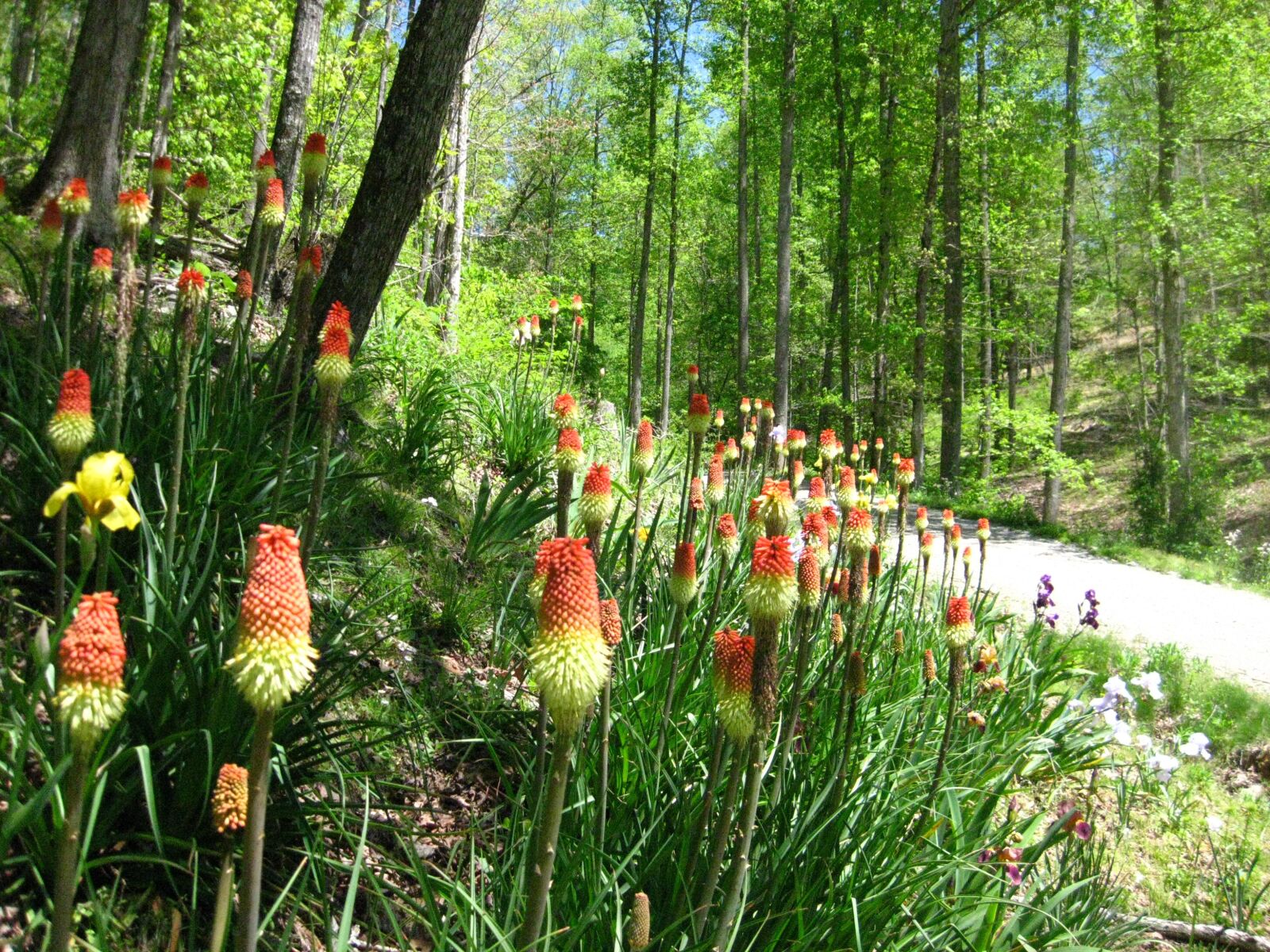 Canon PowerShot SD1100 IS (Digital IXUS 80 IS / IXY Digital 20 IS) sample photo. Kniphofia, blooms, woodland photography