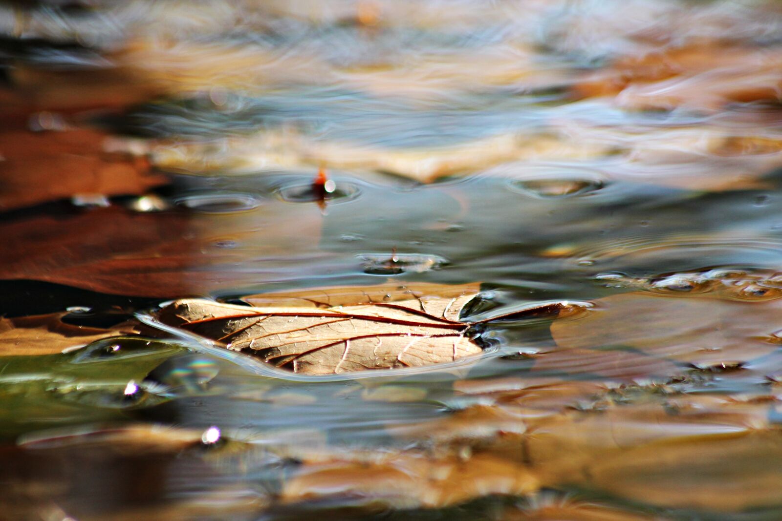 Canon EOS 1100D (EOS Rebel T3 / EOS Kiss X50) sample photo. Autumn, leaf, nature photography