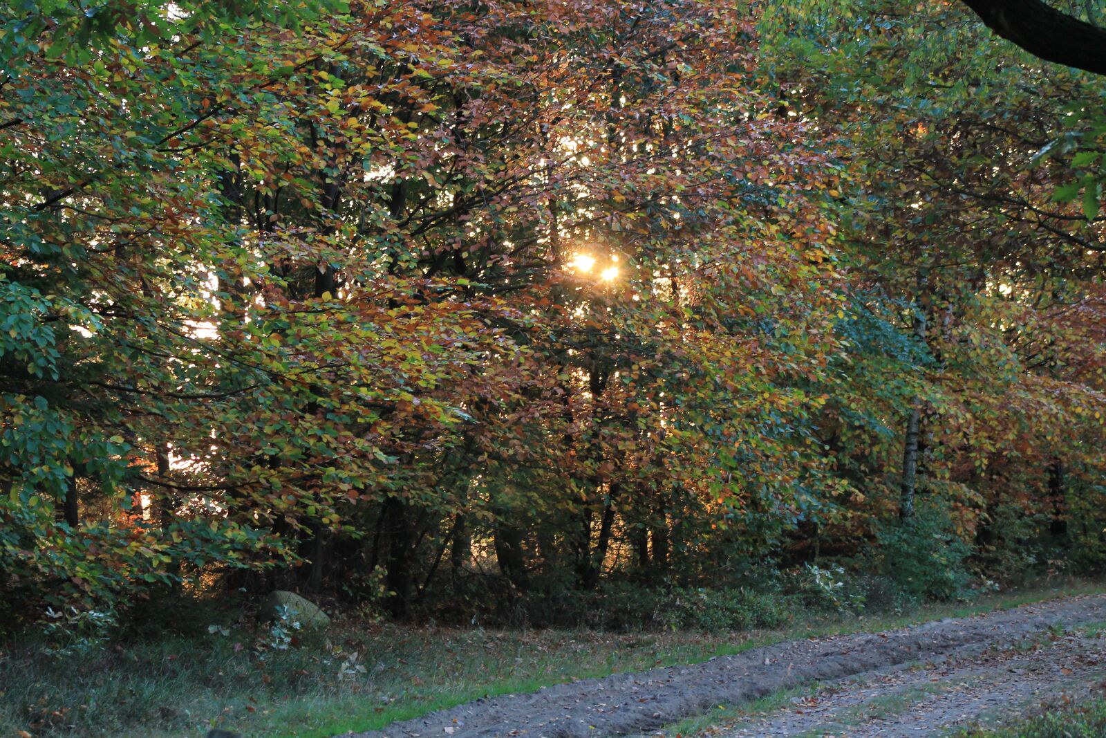 Canon EF75-300mm f/4-5.6 sample photo. Lüneburg-heide, trees, sunset photography