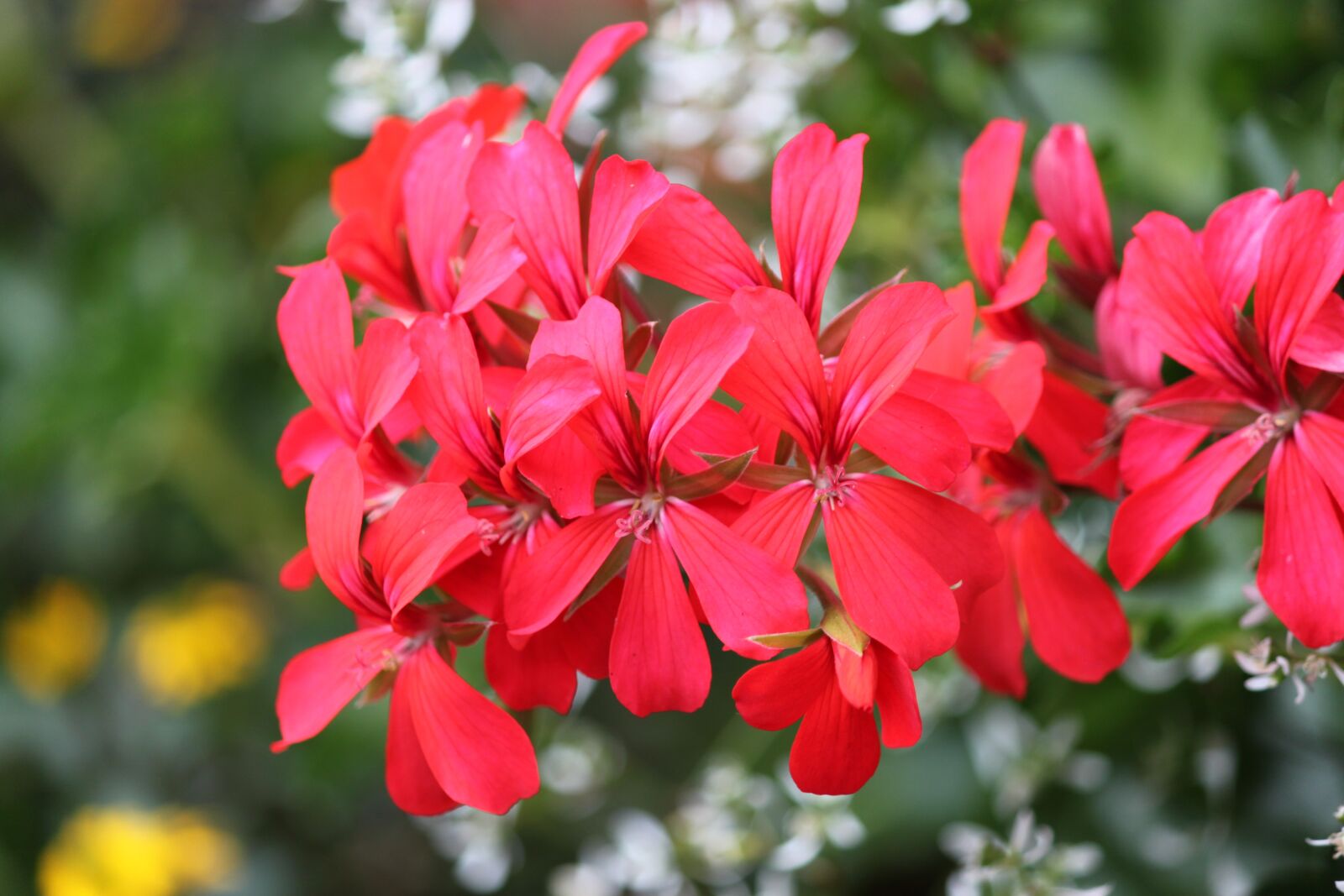 Canon EOS 500D (EOS Rebel T1i / EOS Kiss X3) sample photo. Flower, blossom, bloom photography