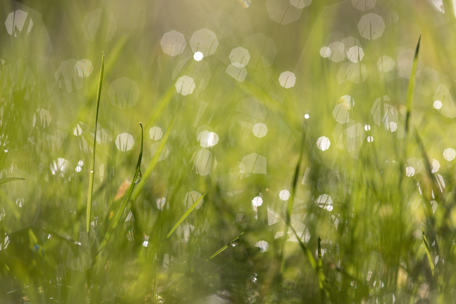 Canon EOS 6D Mark II sample photo. Grass, green, nature photography