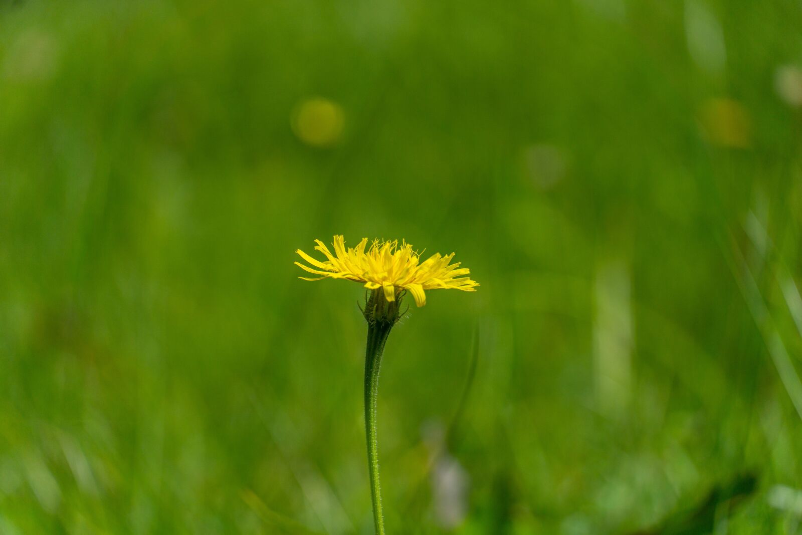 Sony a6000 + Sony E 18-135mm F3.5-5.6 OSS sample photo. Flower, blossom, bloom photography