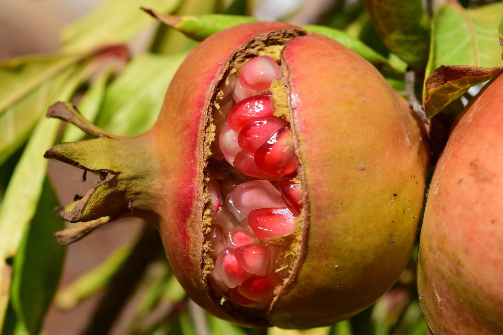 Nikon D3300 sample photo. Fruit, food, leaf, nature photography