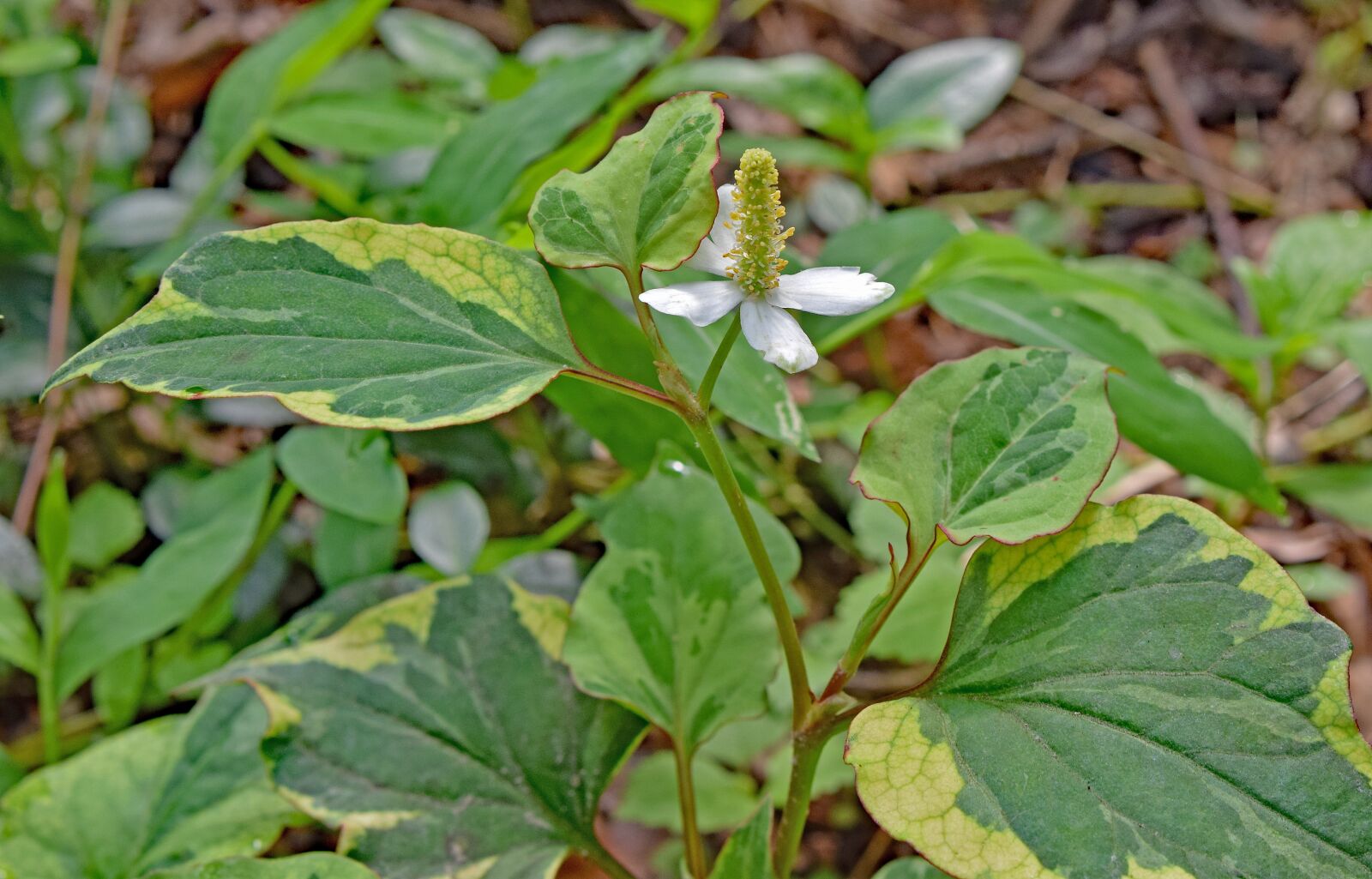 Nikon D3300 sample photo. Chameleon plant, flower, blossom photography
