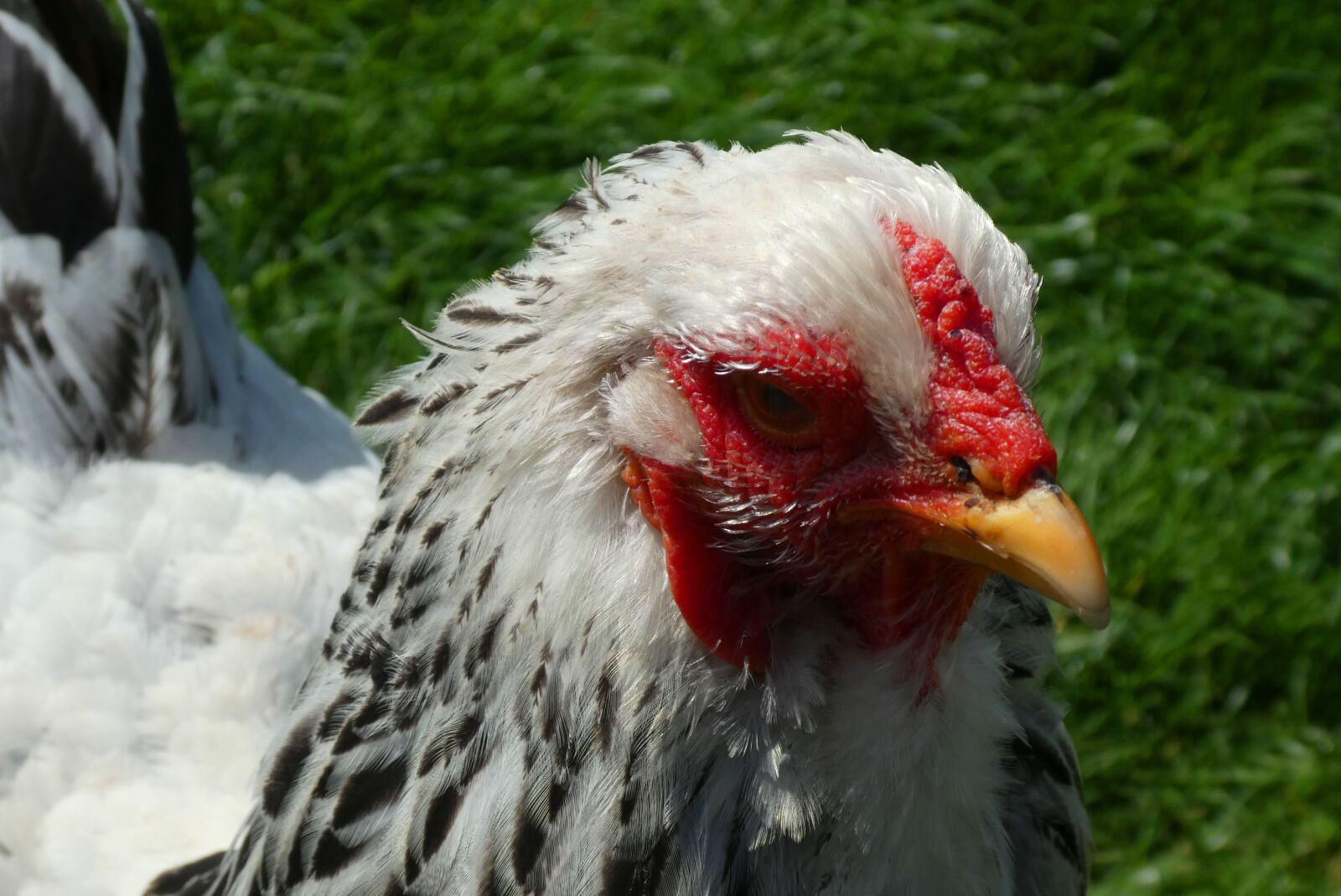 Panasonic Lumix DC-ZS70 (Lumix DC-TZ90) sample photo. Chicken, feathers, poultry photography