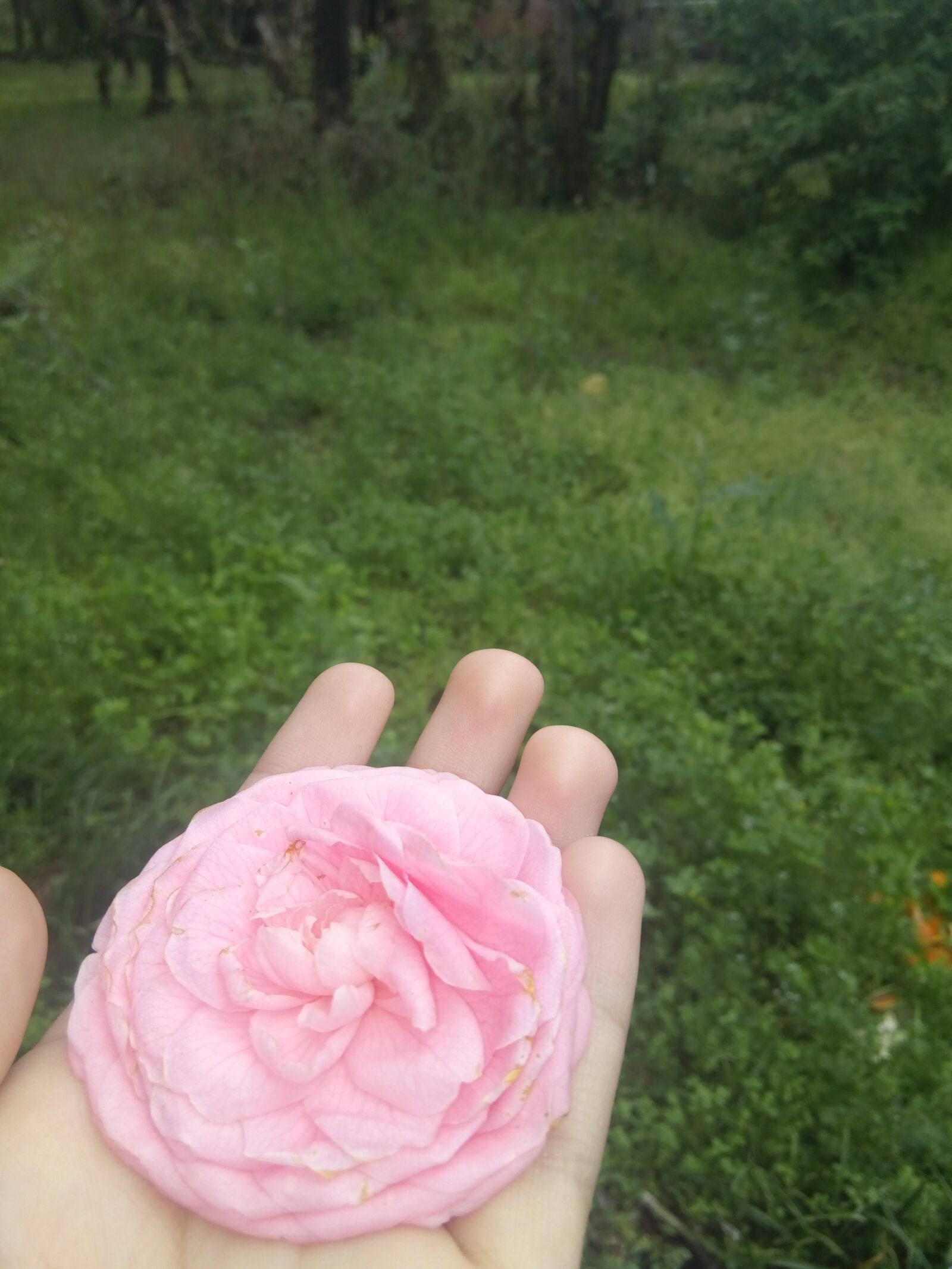 GIONEE F103 Pro sample photo. Rose, flower, nature photography