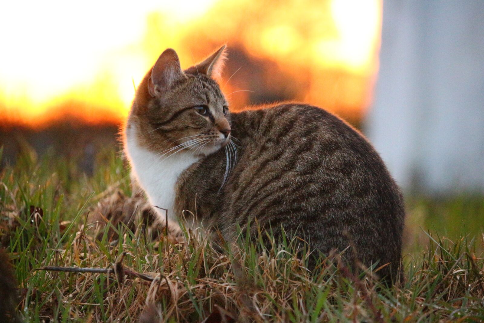 Canon EOS 100D (EOS Rebel SL1 / EOS Kiss X7) sample photo. Cat, kitten, mieze photography