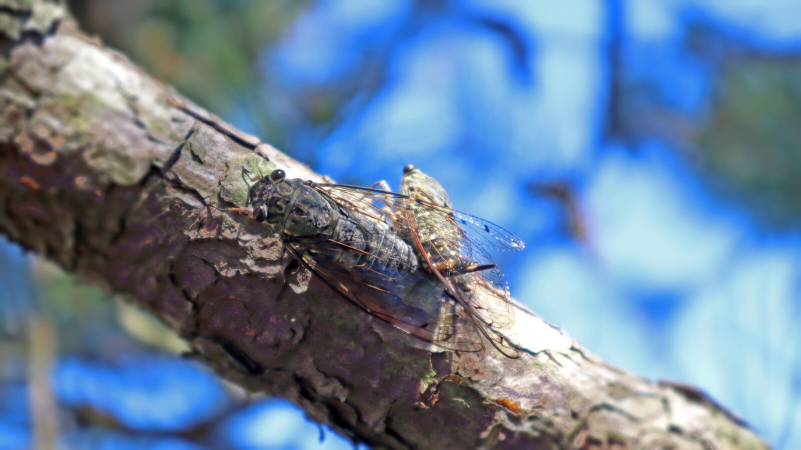 Canon EF-M 15-45mm F3.5-6.3 IS STM sample photo. Cicada, lovers, fall photography