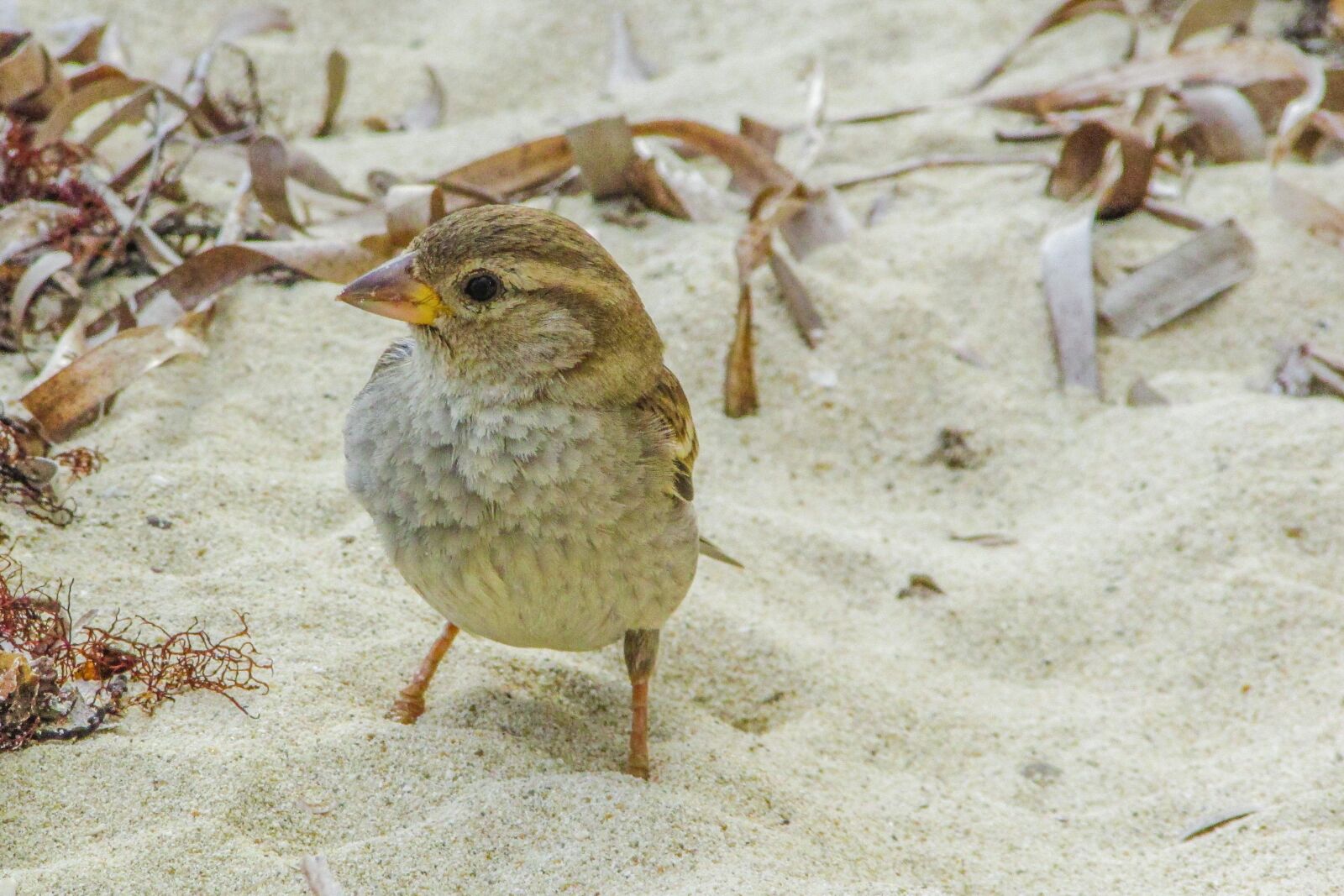 Canon PowerShot SX400 IS sample photo. Sparrow, cute, looking photography