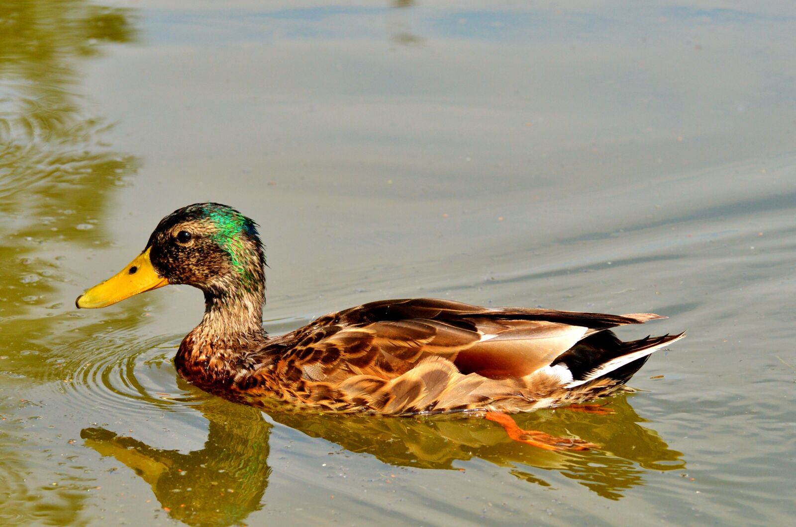 Nikon D3200 sample photo. Ducks, waterfowl, mallard photography