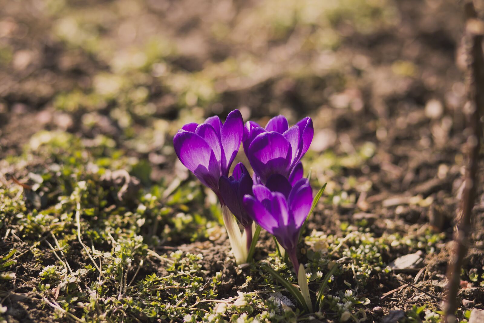 Canon EF 85mm F1.8 USM sample photo. Purple, flowers, garden photography
