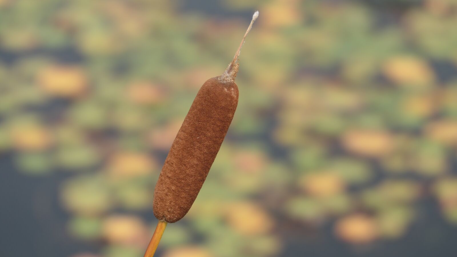 Panasonic DC-FZ10002 sample photo. Cattail, flower, plant photography