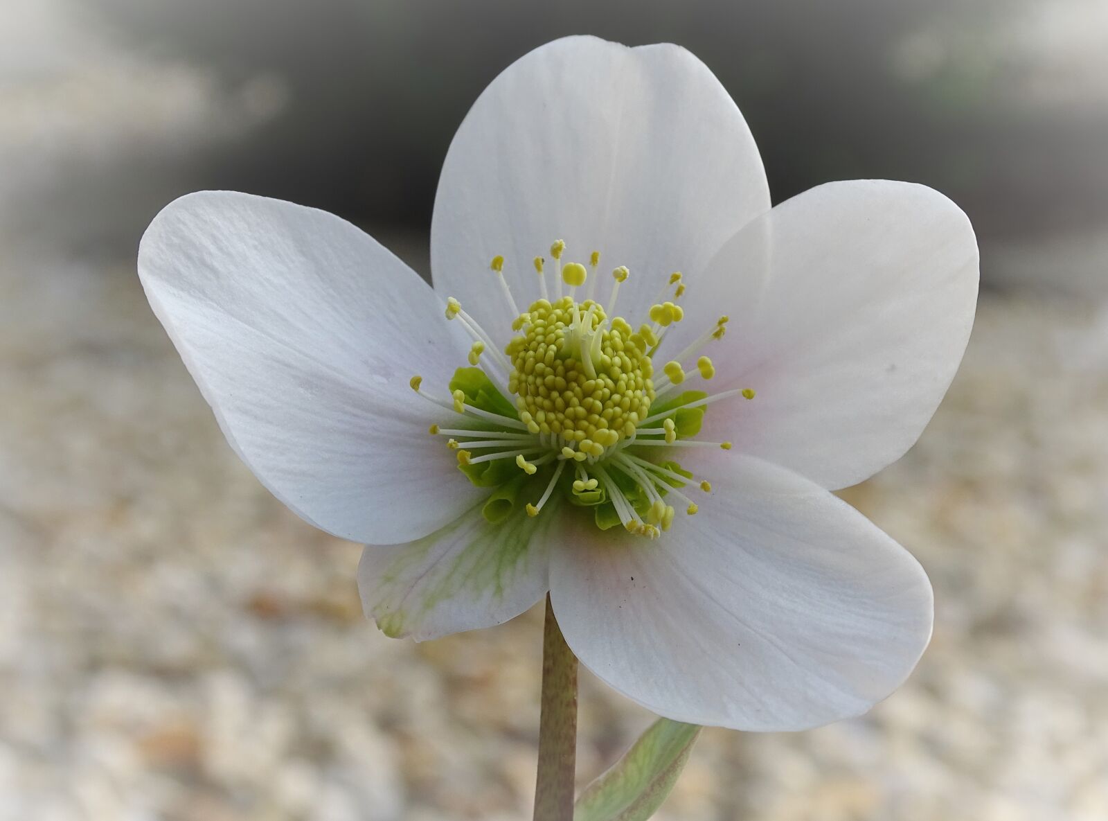 Sony Cyber-shot DSC-HX400V sample photo. Christmas rose, anemone blanda photography