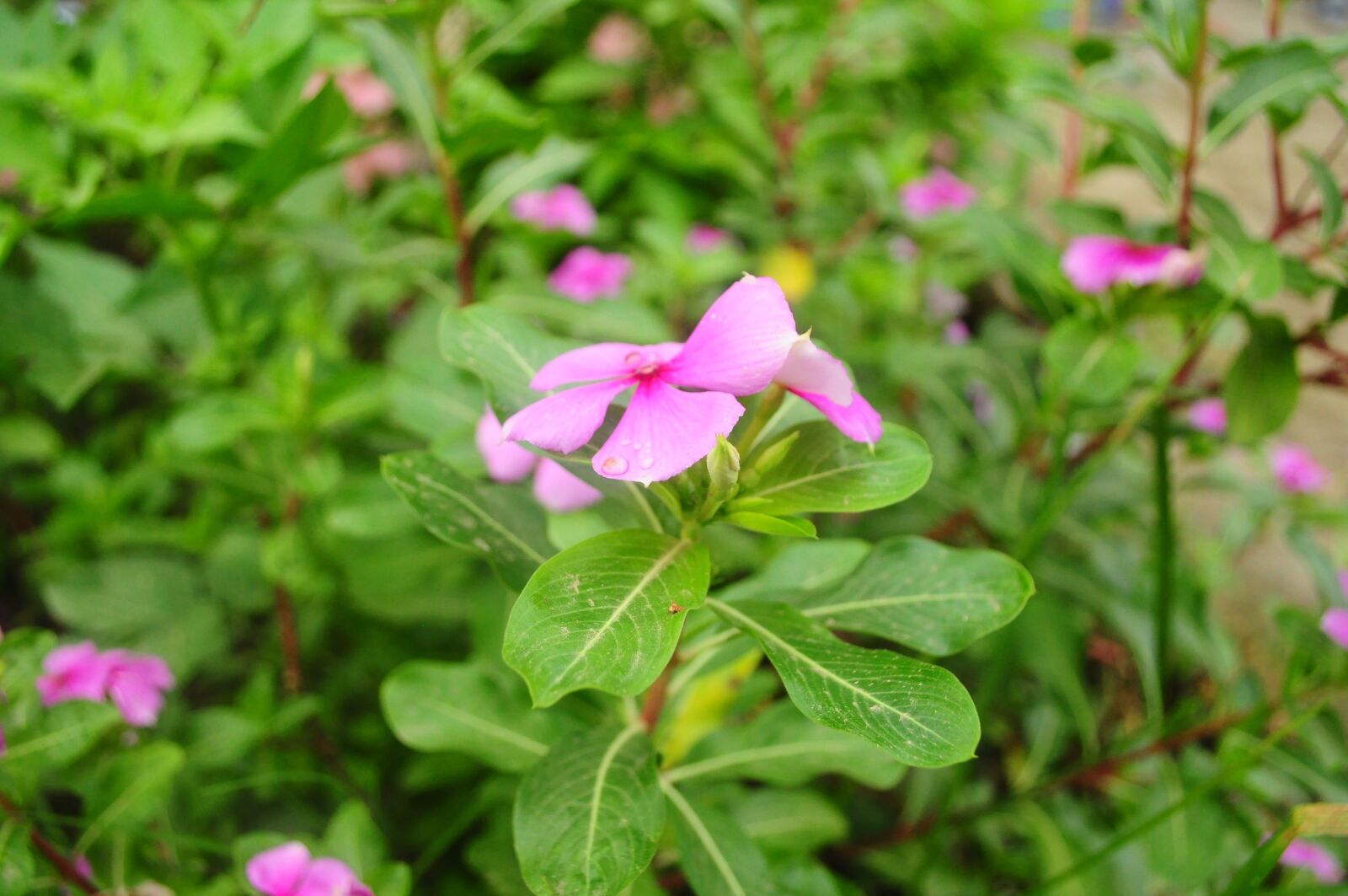 Nikon D90 sample photo. Flower, vietnam, binhthuan photography