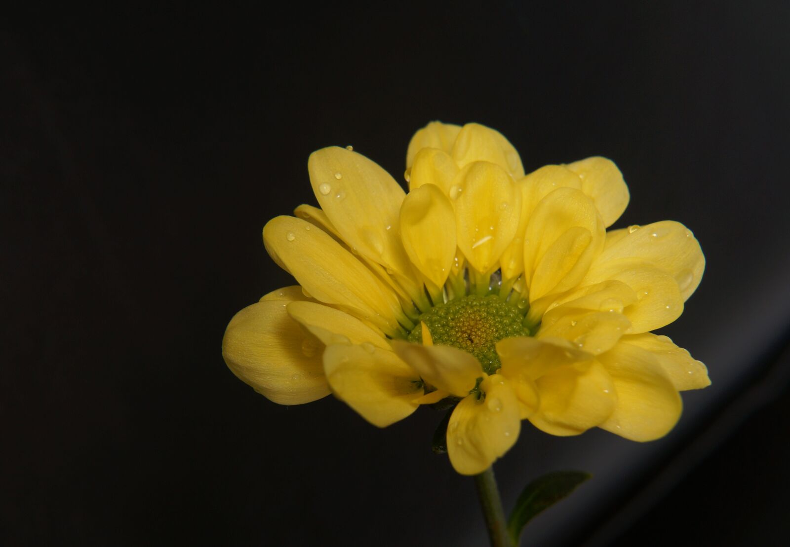 Sony Alpha NEX-F3 + Sony E 18-55mm F3.5-5.6 OSS sample photo. Chrysanthemum, yellow daisies, natural photography