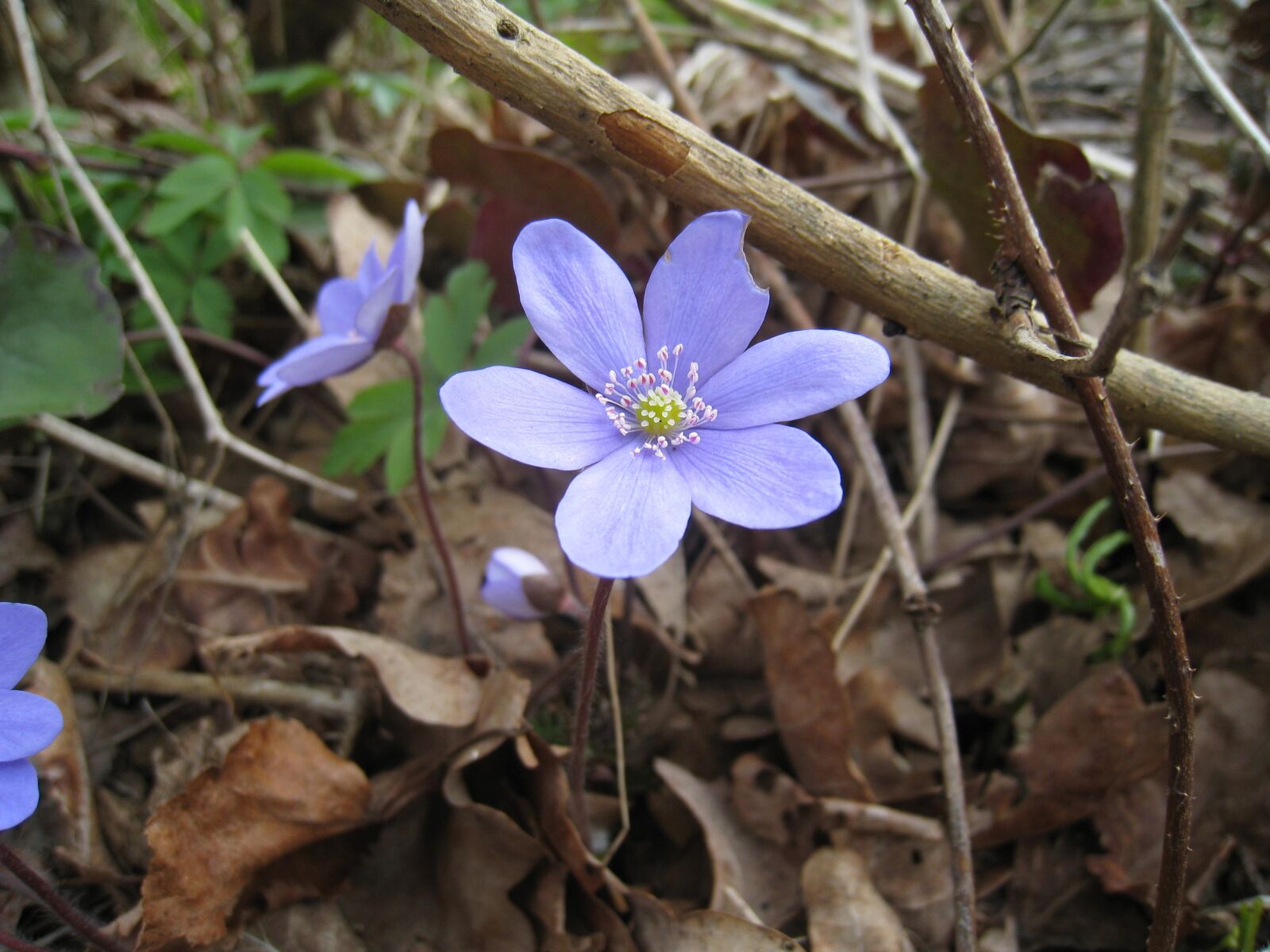 Canon DIGITAL IXUS 860 IS sample photo. Blue anemone, nature, leaf photography
