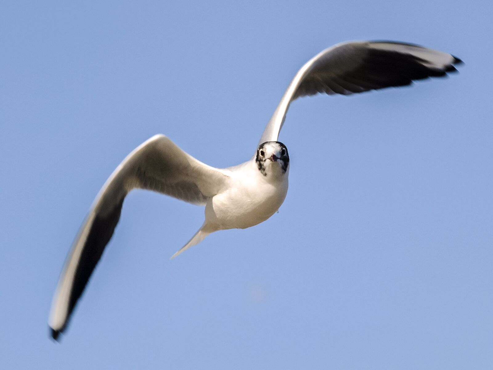 Olympus E-3 sample photo. Black headed gull, seagull photography