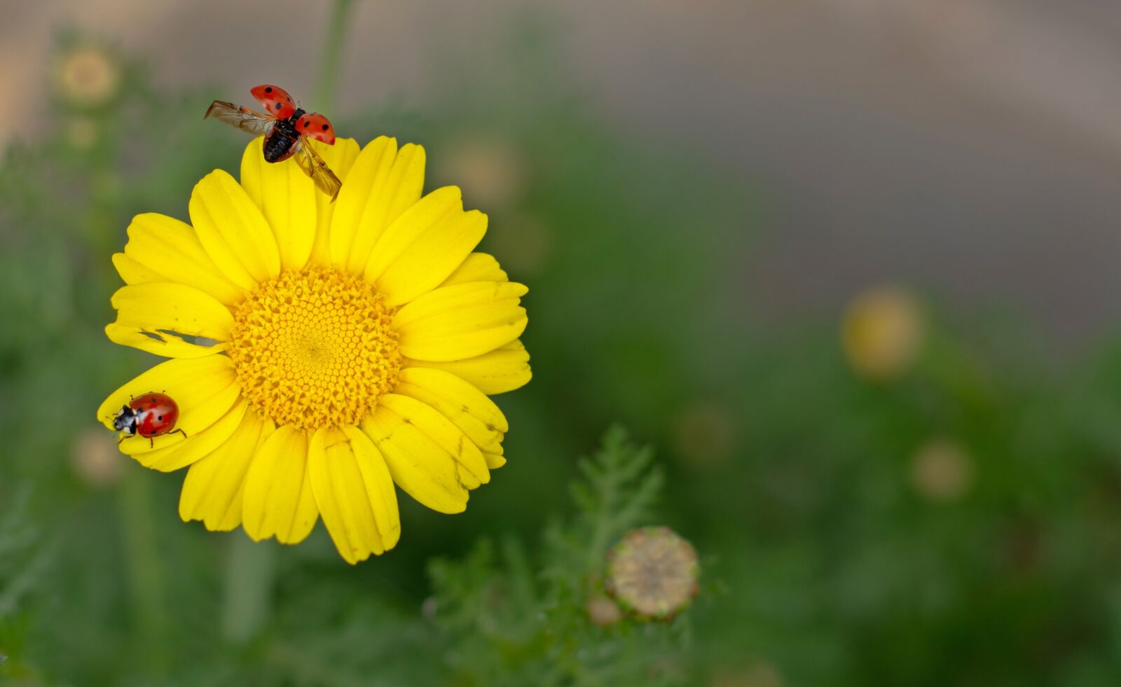 Nikon D7100 sample photo. Ladybugs, margarita, nature photography