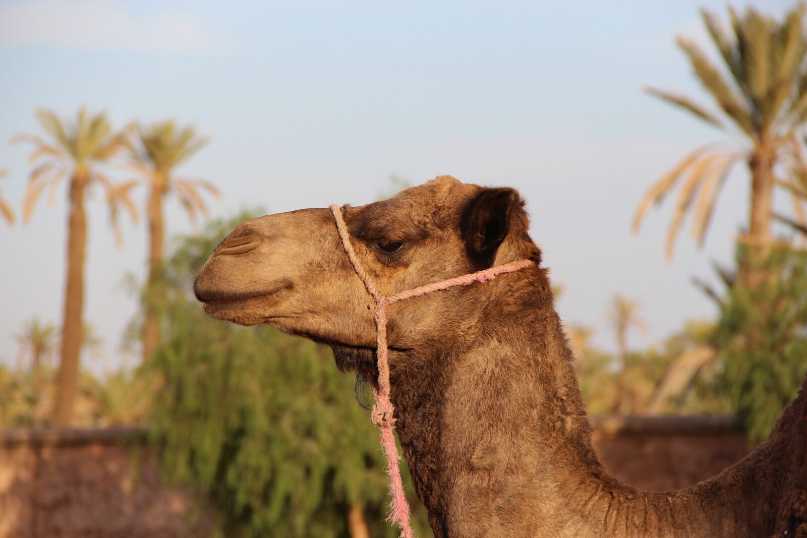 Canon EF-S 18-135mm F3.5-5.6 IS sample photo. Camel, marrakech, animal photography