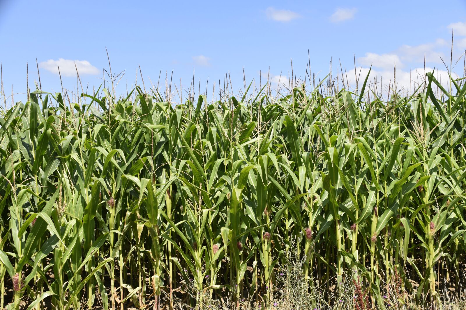 Nikon D5600 sample photo. Corn, flower of corn photography