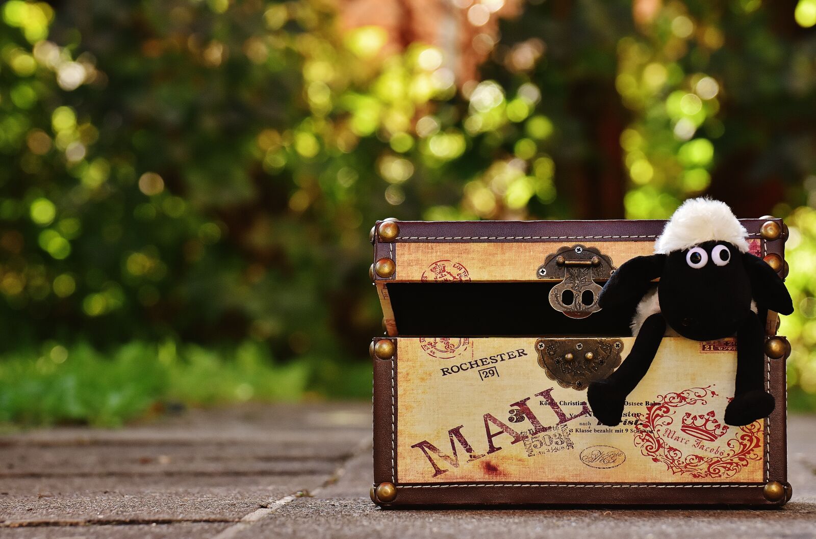 Nikon D7200 sample photo. Sheep, chest, box photography