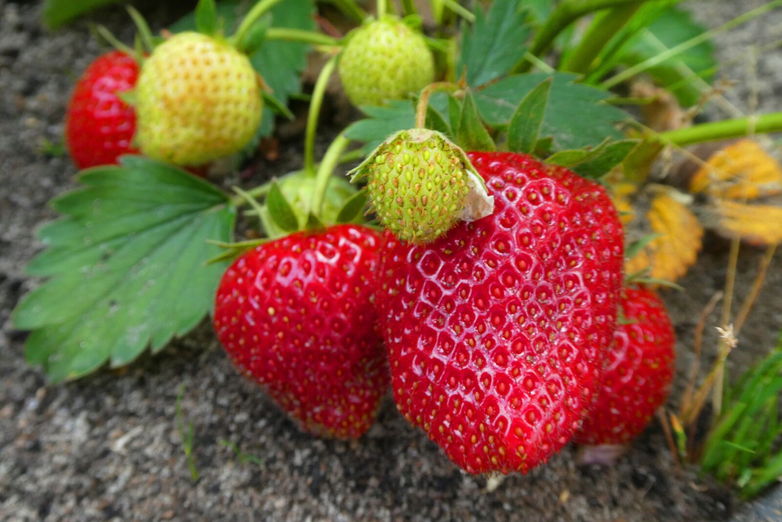 Panasonic Lumix DC-ZS70 (Lumix DC-TZ90) sample photo. Strawberries, mature, fruits photography