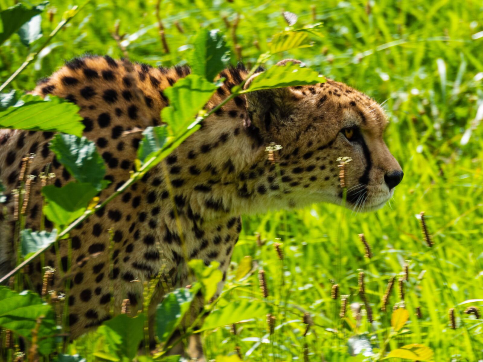 Olympus M.Zuiko Digital ED 12-200mm F3.5-6.3 sample photo. Cheetah, beast, feline photography