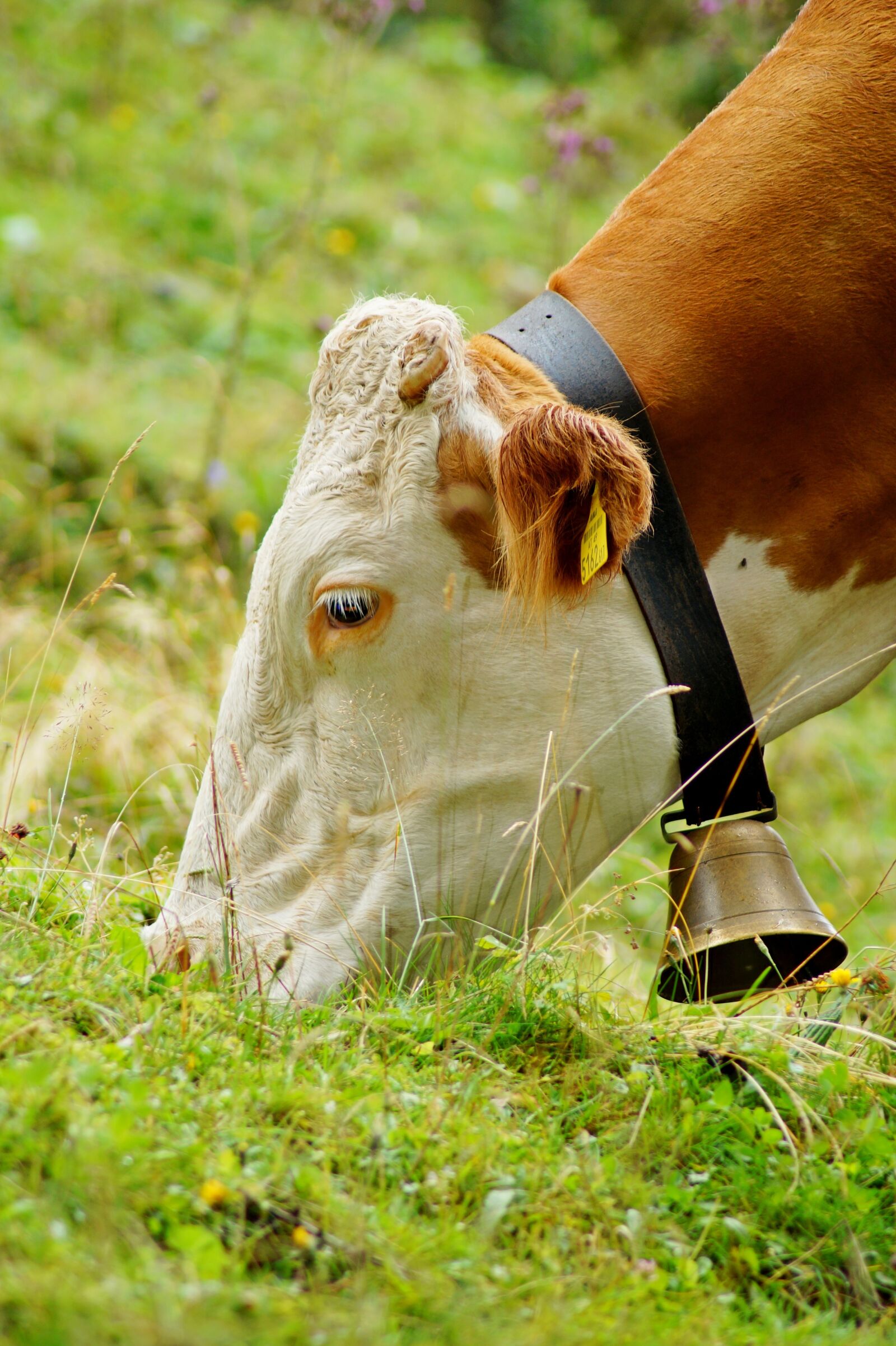 Sony SLT-A58 sample photo. Cow, bell, animal photography