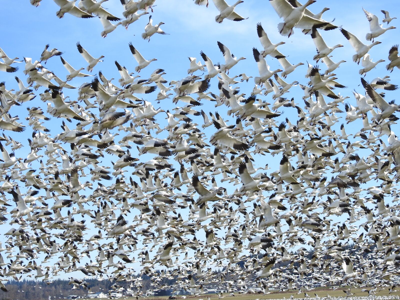 Nikon Coolpix P900 sample photo. Veronika a, snow geese photography