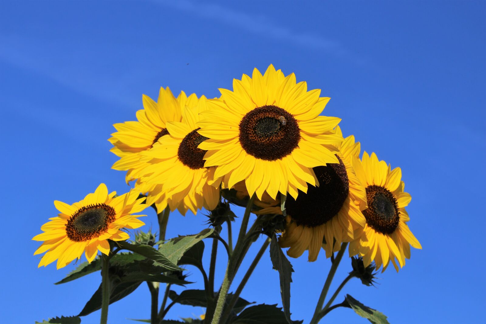 Canon EOS 700D (EOS Rebel T5i / EOS Kiss X7i) sample photo. Sunflower, bloom, plant photography