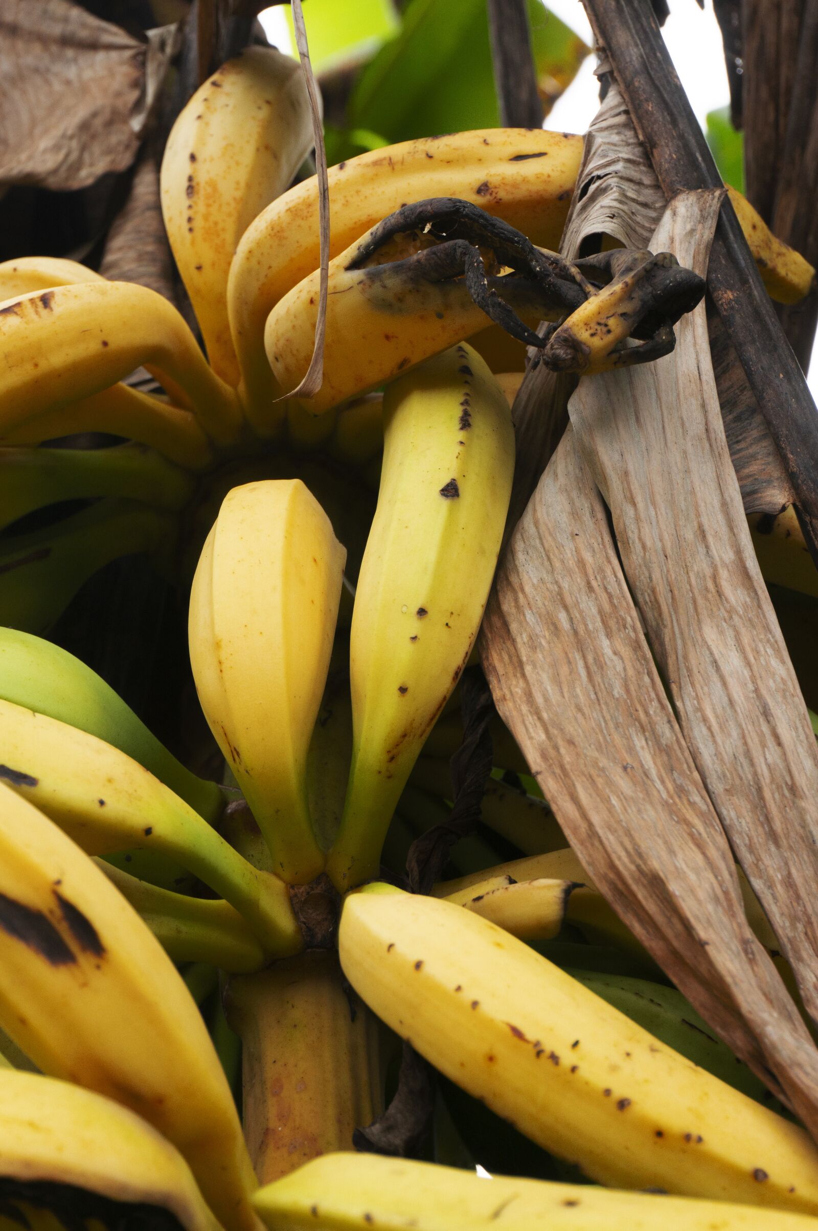 Sony Alpha NEX-6 sample photo. Bananas, tree, food photography