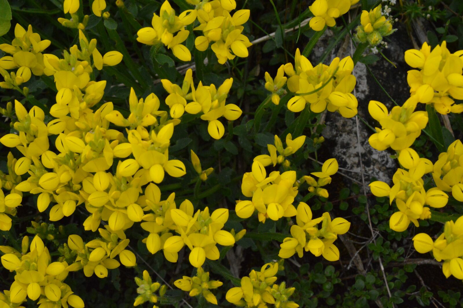 Nikon D3200 sample photo. Flower, flora, botany photography
