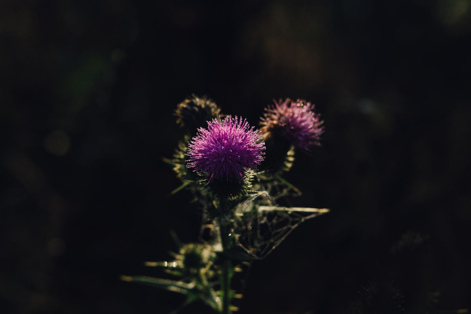 Canon EF 85mm F1.8 USM sample photo. Nature, background, barb photography