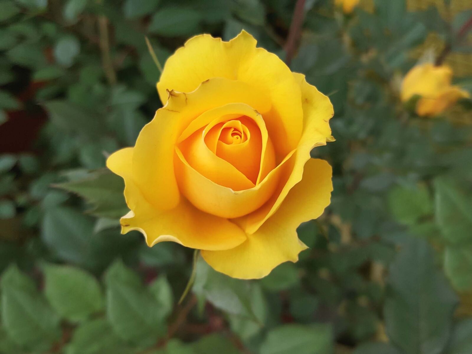 Samsung Galaxy Note5 sample photo. Flowers, plants, rose photography