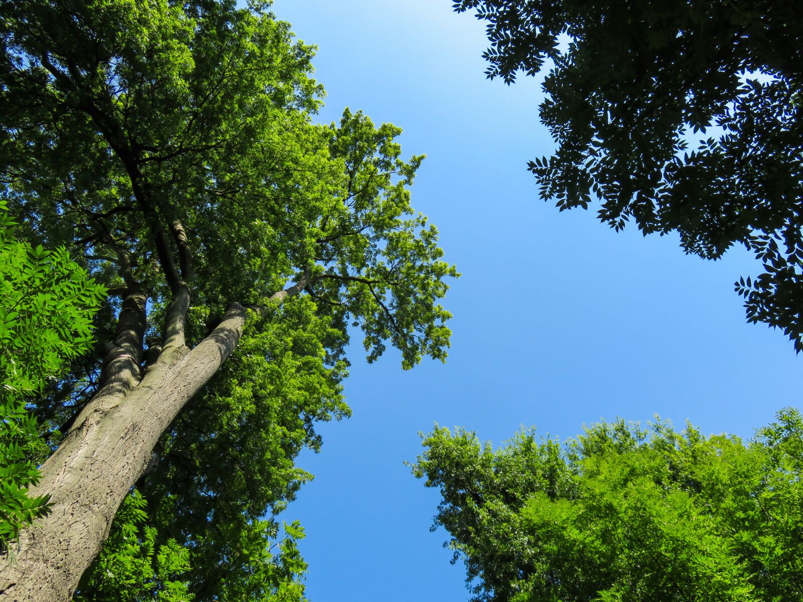 Canon PowerShot SX710 HS sample photo. Nature, landscape, tree photography