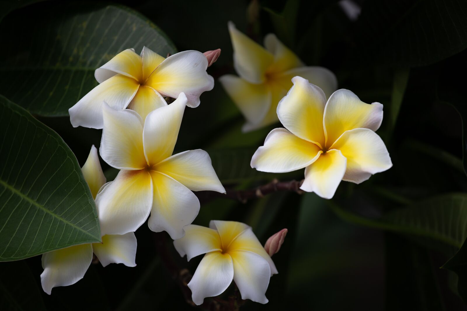 Canon EF 70-200mm F4L USM sample photo. Plumeria, flower, thailand photography