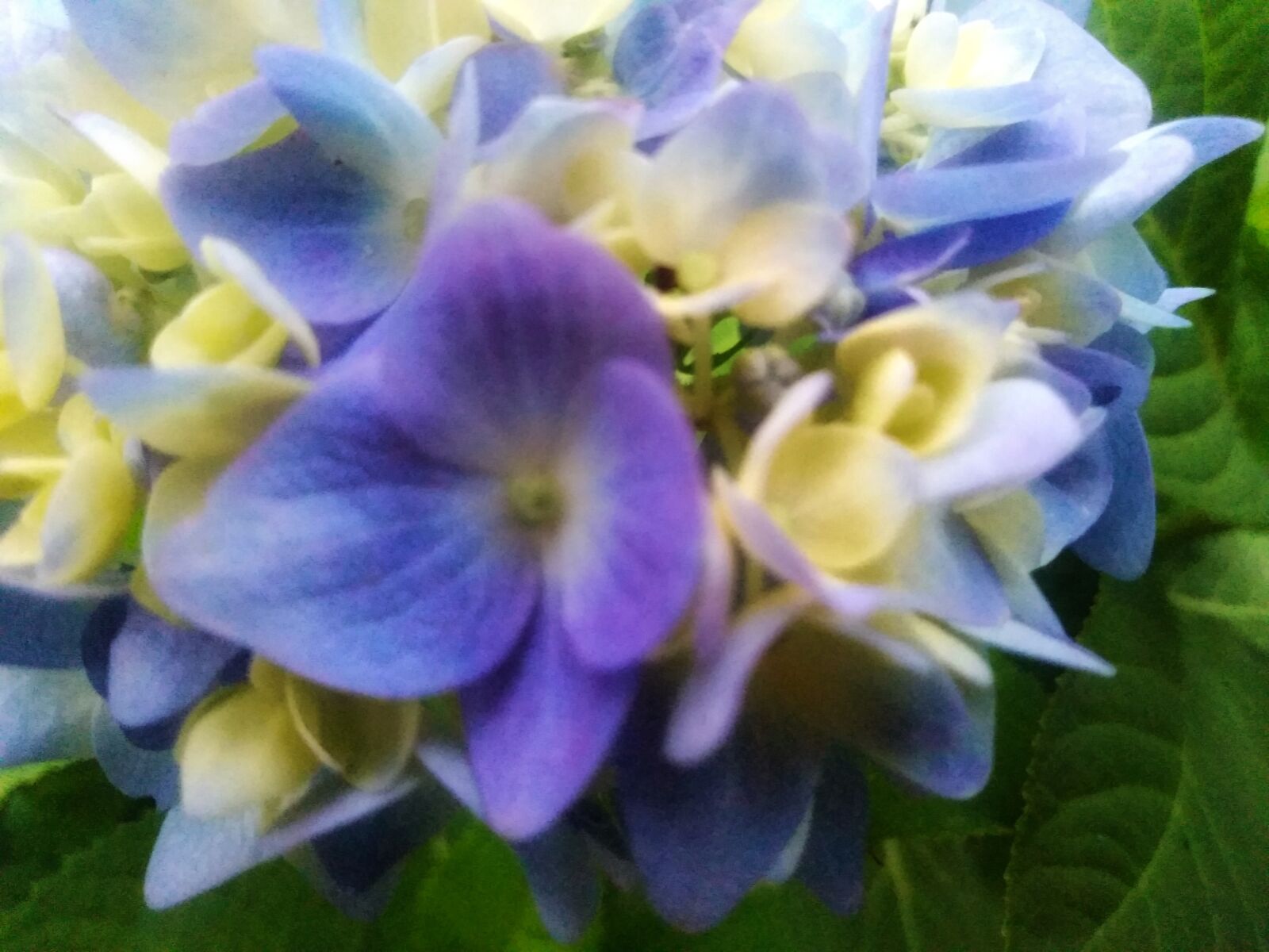 QCOM-AA QCAM-AA sample photo. Hydrangea flower, hydrangeas, hydrangea photography