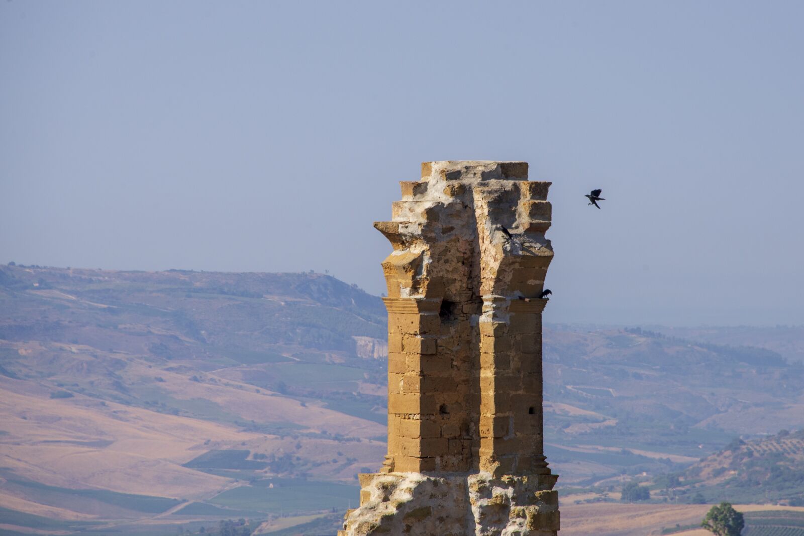 Nikon D600 sample photo. Birds, animals, crows photography