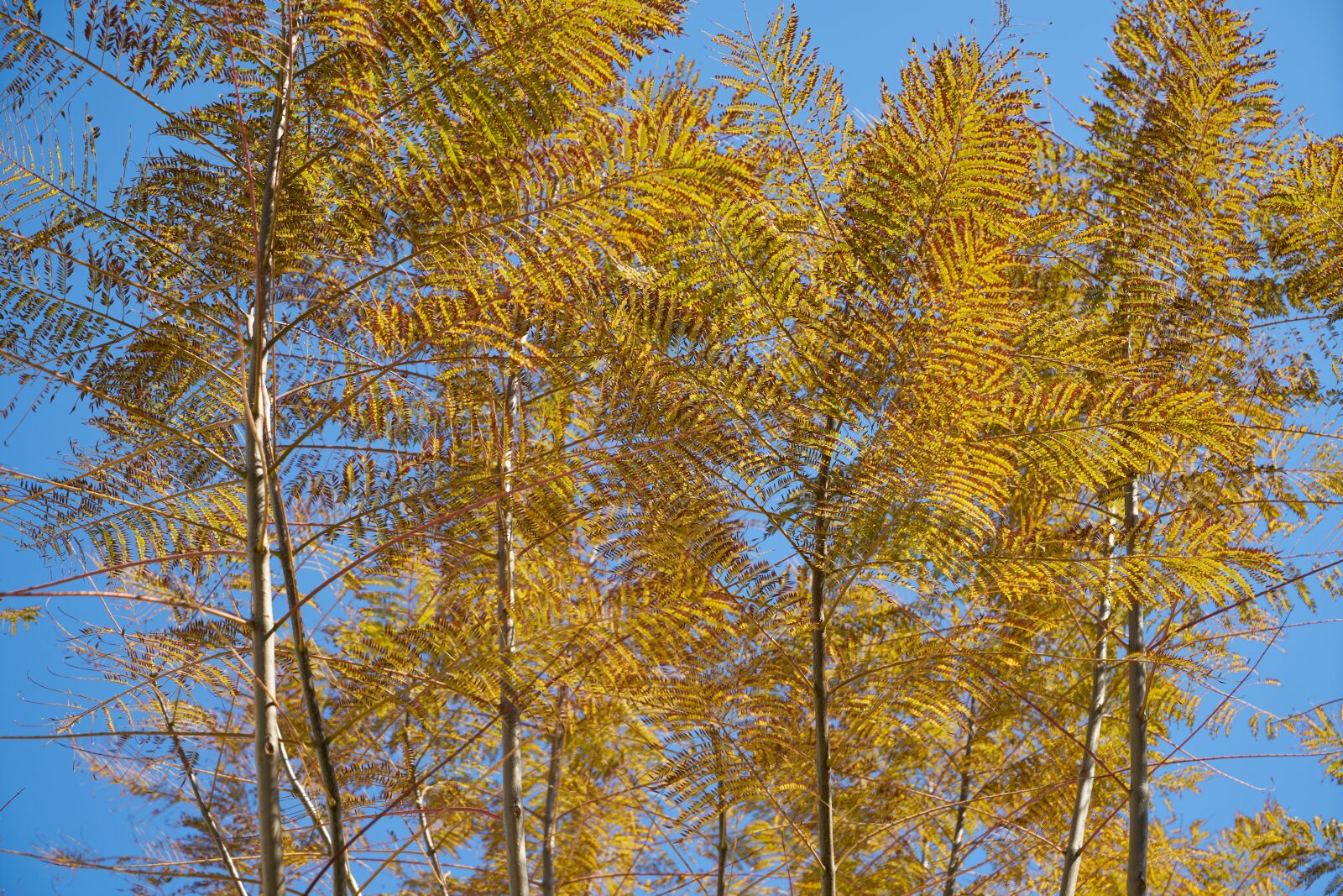 Sony a7R II sample photo. Tree, branches, sky photography