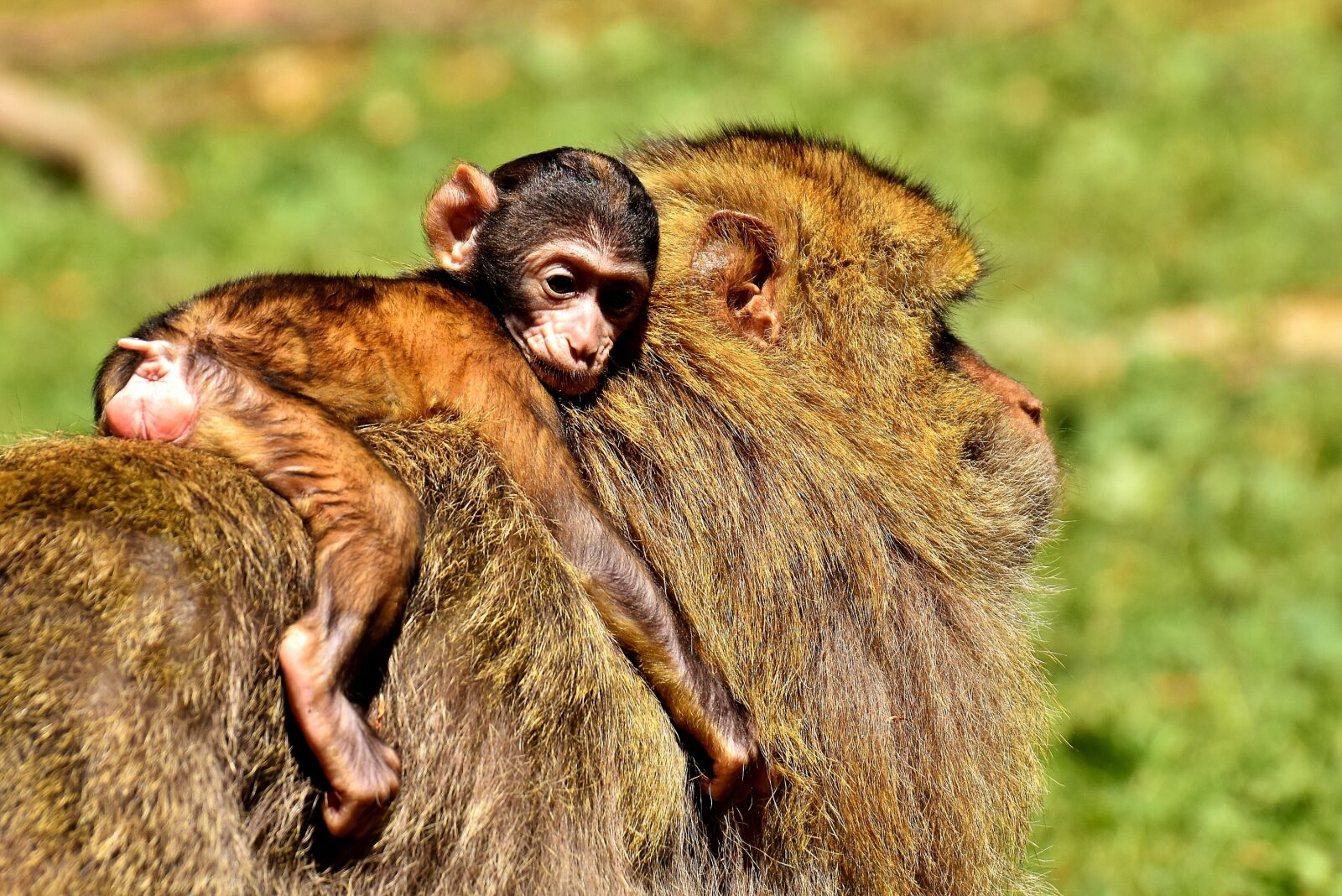 Nikon D7200 sample photo. Ape, baby monkey, barbary photography